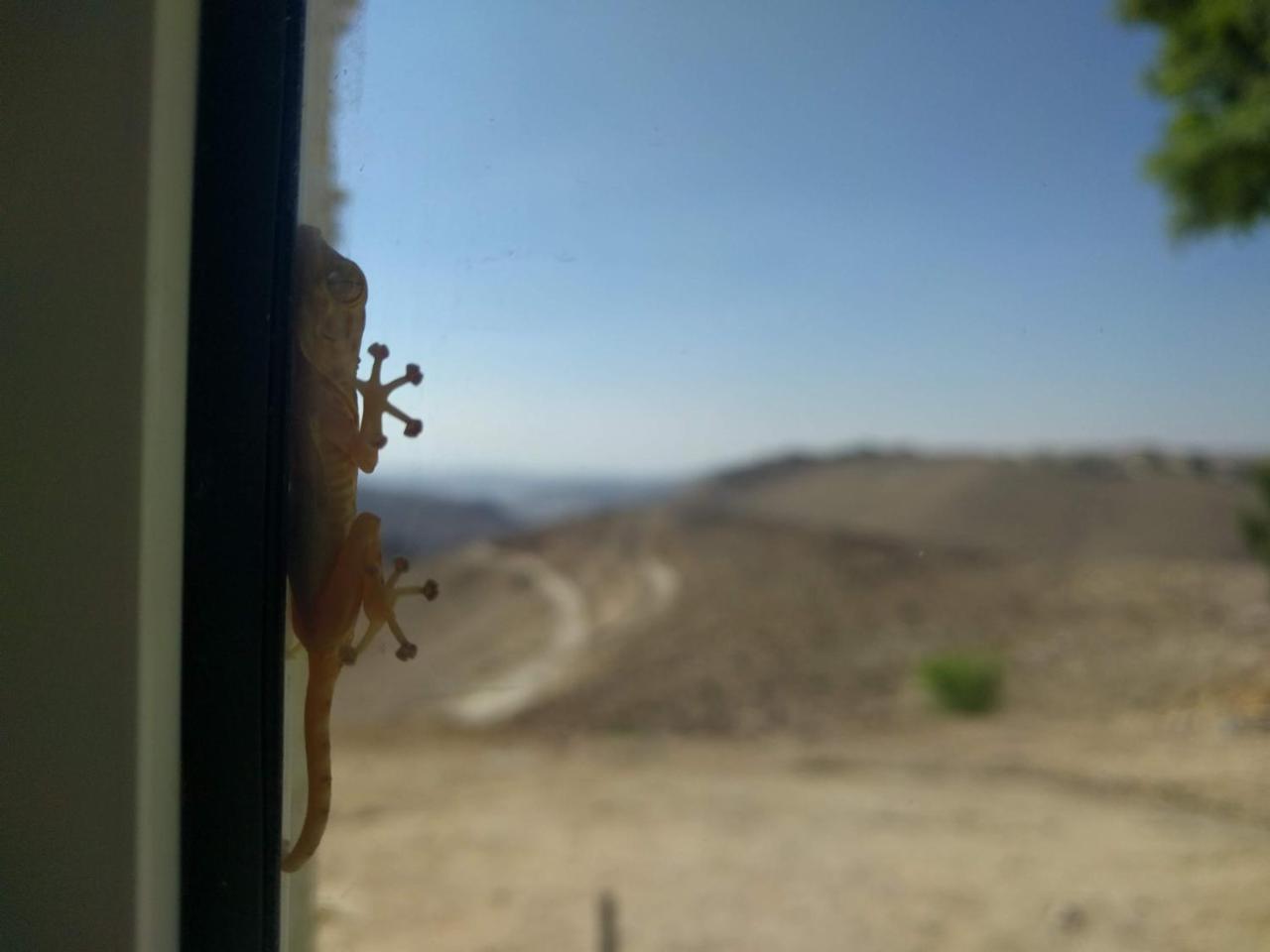Dead Sea Desert'S Edge Arad Eksteriør bilde